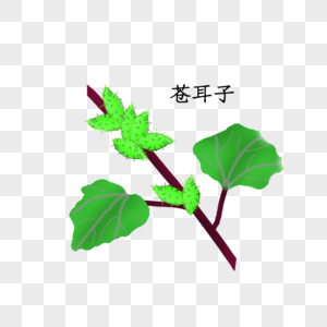 苍耳子药材图片