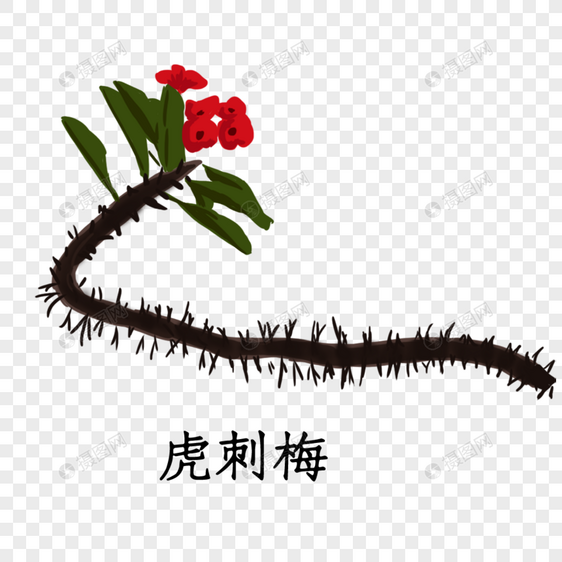 虎刺梅植物图片