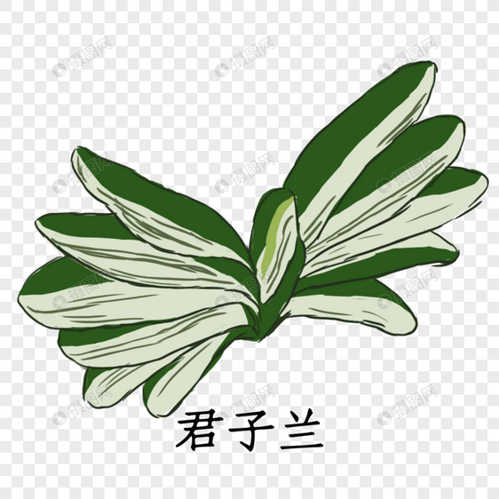 君子兰植物图片