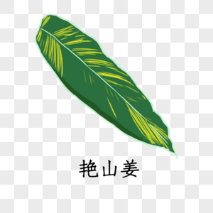 艳山姜植物艳姜山艳山姜高清图片