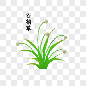 谷精草植物绿色谷精草高清图片