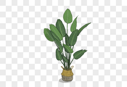 精致绿色植物高清图片