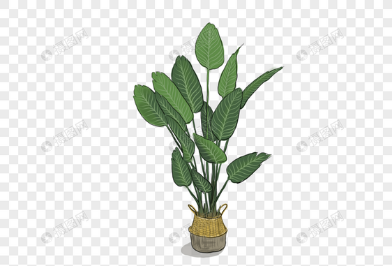 精致绿色植物图片