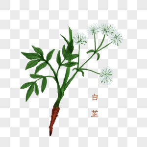 白芷中药材图片素材