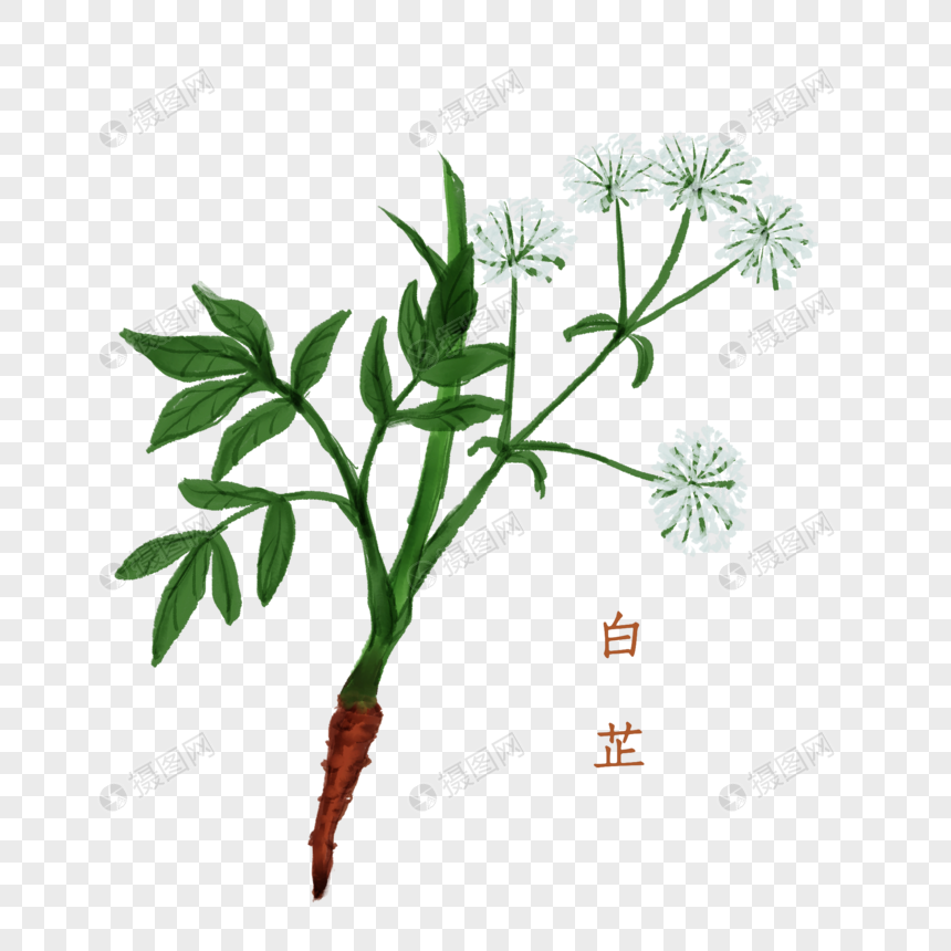 白芷中药材图片