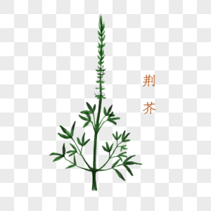 荆芥中药材图片