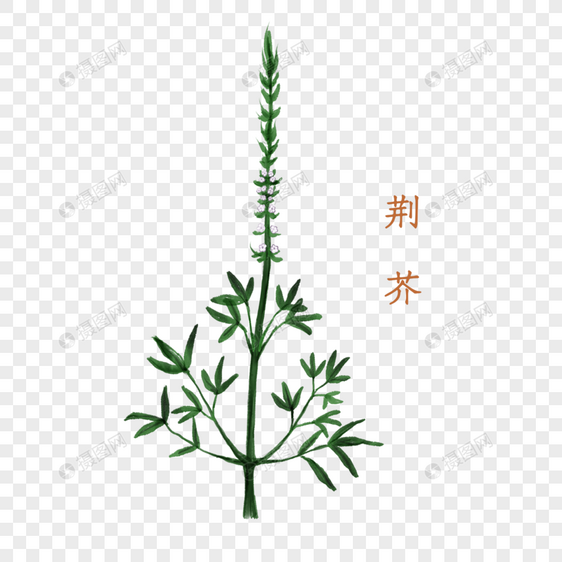 荆芥中药材图片