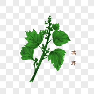 苍耳中药材图片素材