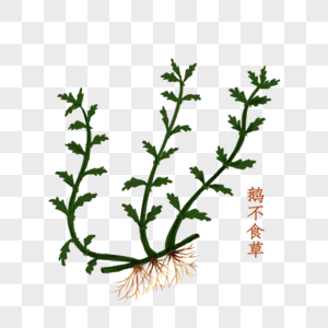 牧歌食草鹅不食草中药材素材