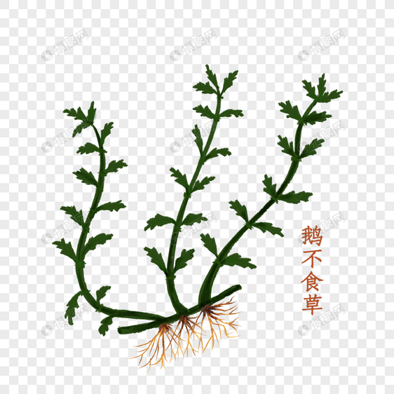 鹅不食草中药材图片