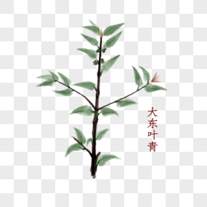 大叶冬青植物中药材图片