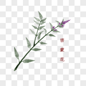 植物中药材密蒙花高清图片