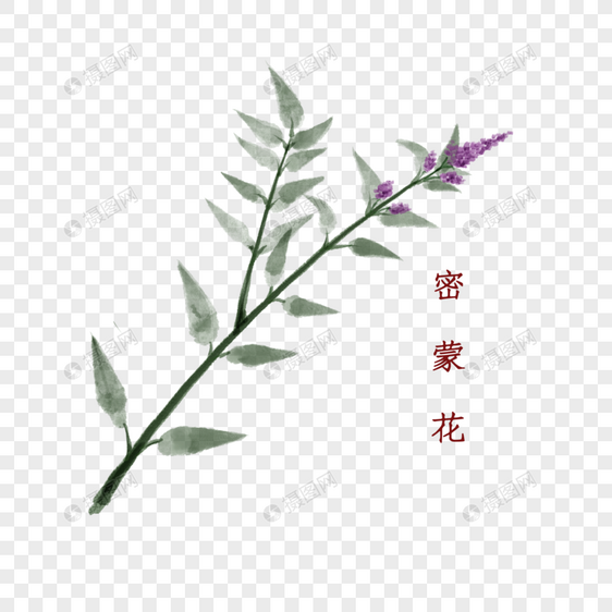 植物中药材密蒙花图片