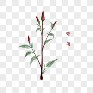 植物中药材青葙图片