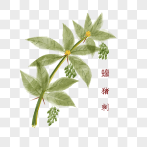 植物中药材蠔猪刺图片