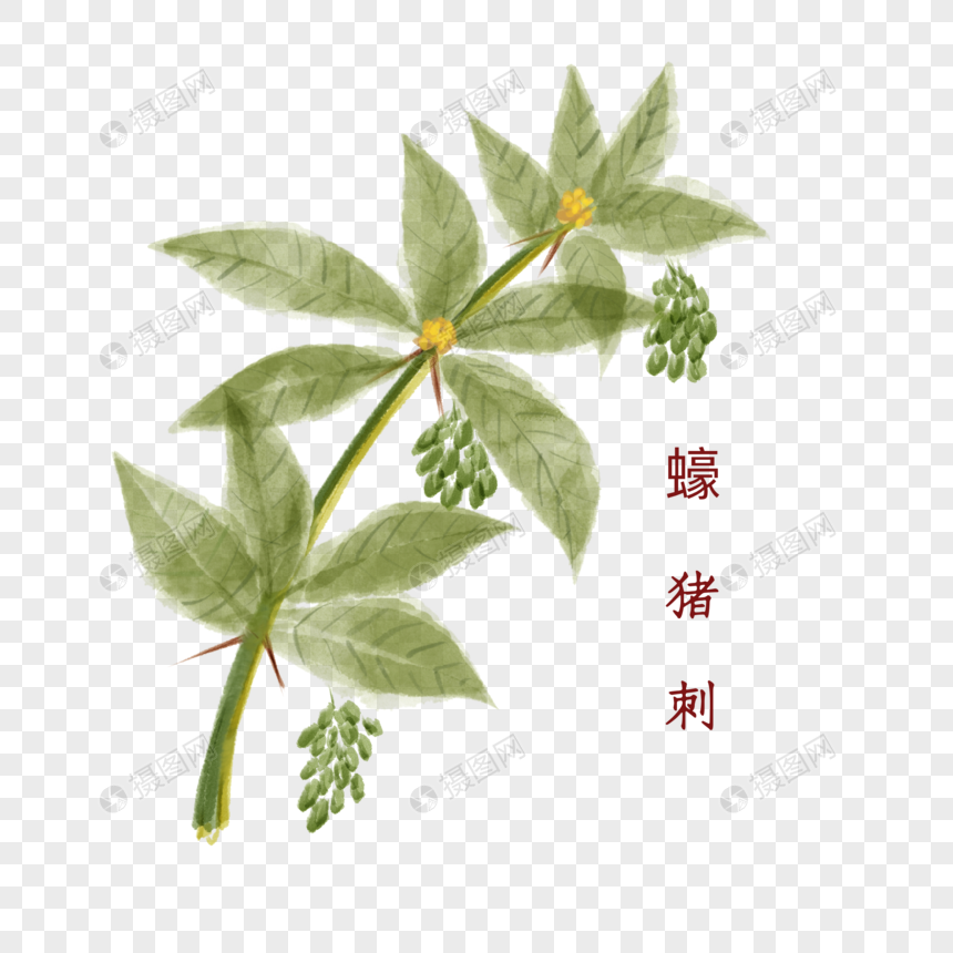 植物中药材蠔猪刺图片