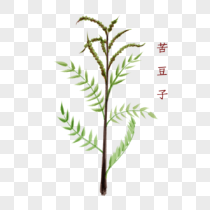 植物中药材苦豆子图片