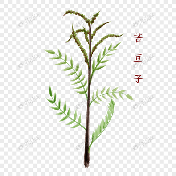 植物中药材苦豆子图片