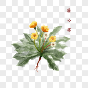 植物中药材蒲公英图片