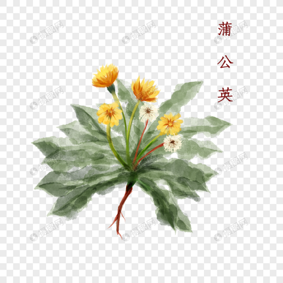 植物中药材蒲公英图片