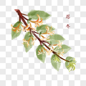 植物中药材忍冬图片