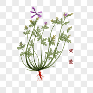 植物中药材紫堇图片