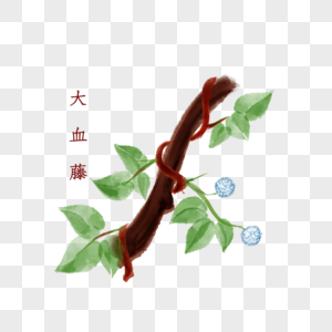 荆芥中药材图片