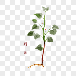 植物中药材蕺菜图片