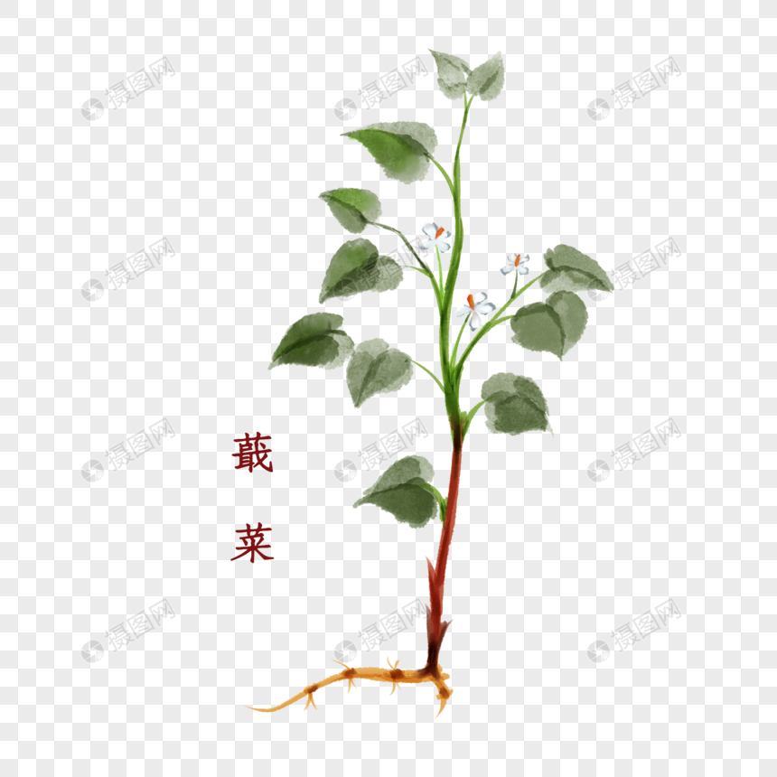 植物中药材蕺菜图片