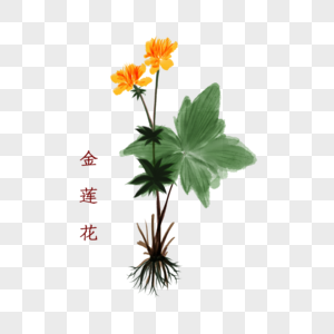 金莲花植物中药材图片