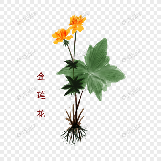 金莲花植物中药材图片