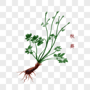植物中药材秋葵图片