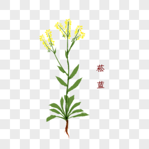 菘蓝植物中药材图片