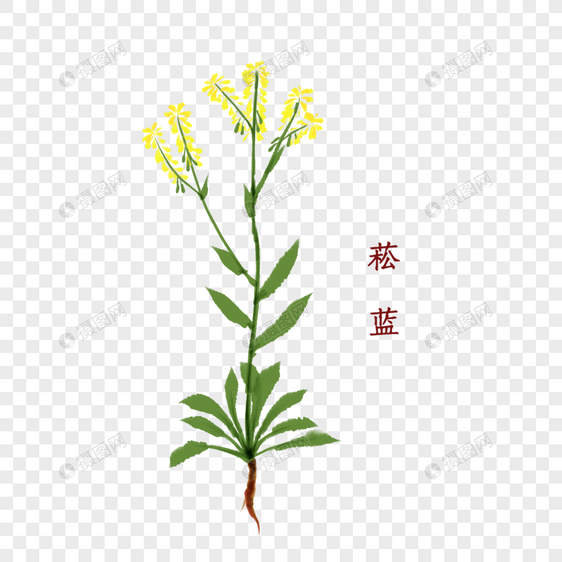 菘蓝植物中药材图片