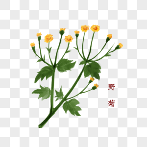 植物中药材野菊图片