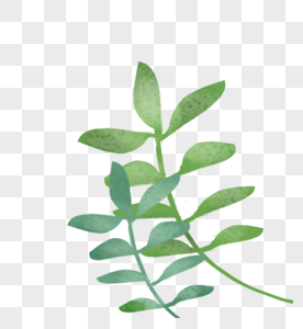干花植物绿色小树苗高清图片