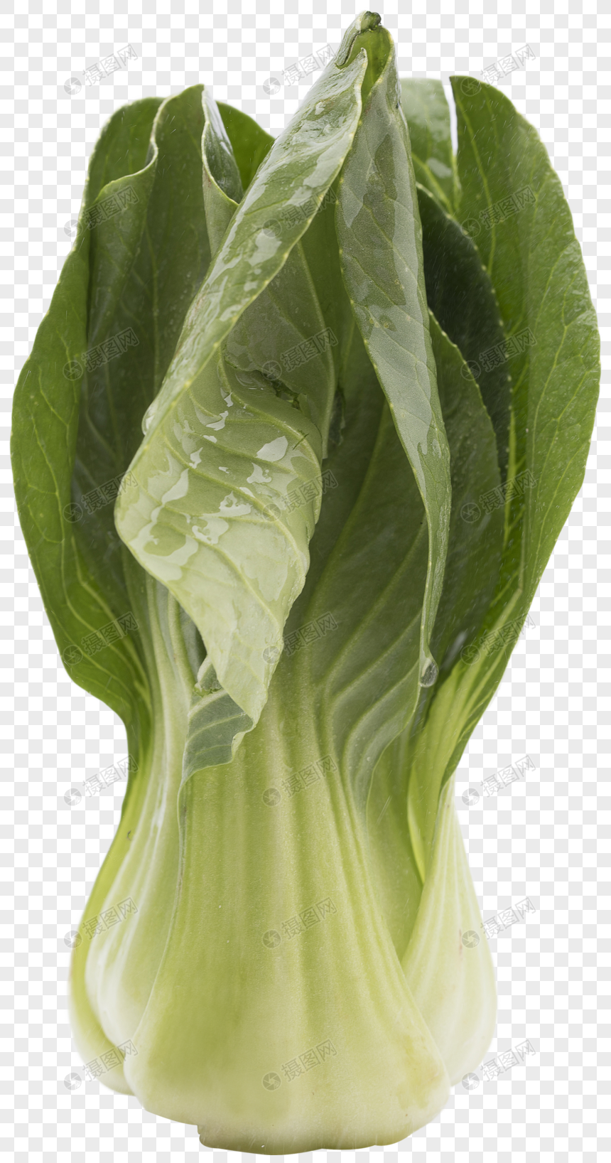 蔬菜