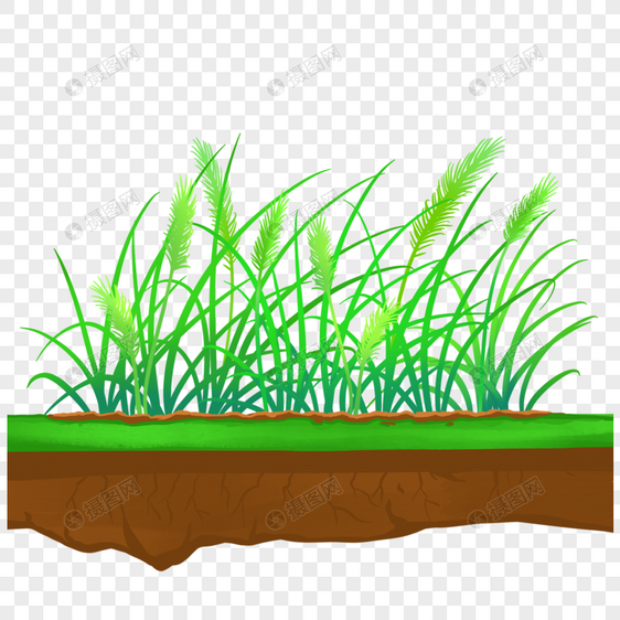 草地植物图片