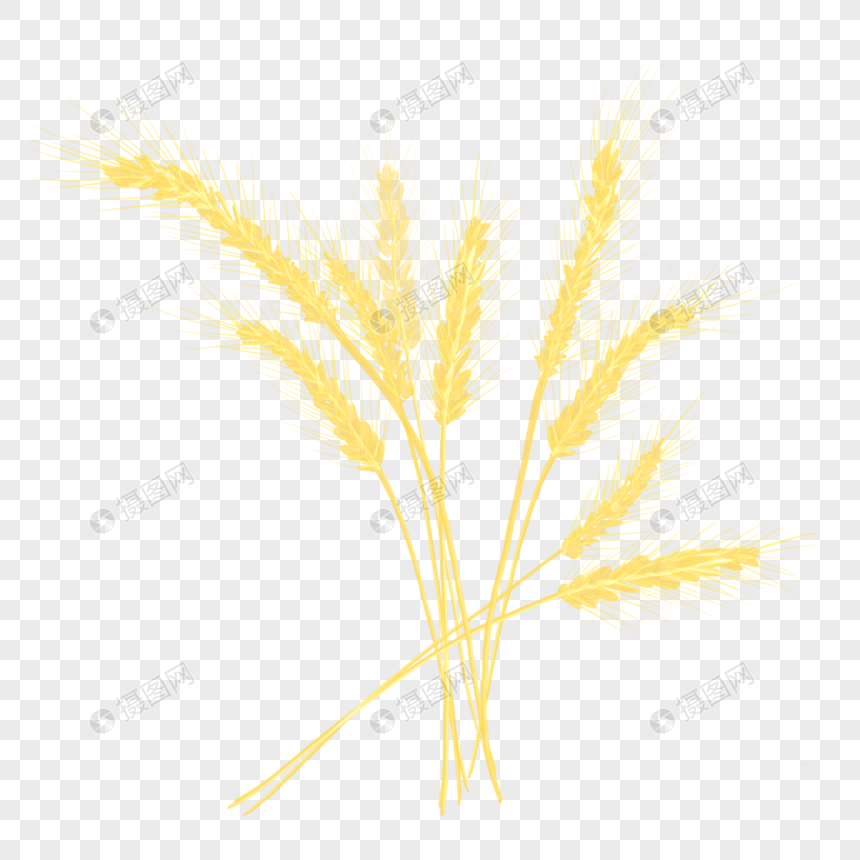 金色麦穗图片