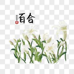 手绘植物花百合图片