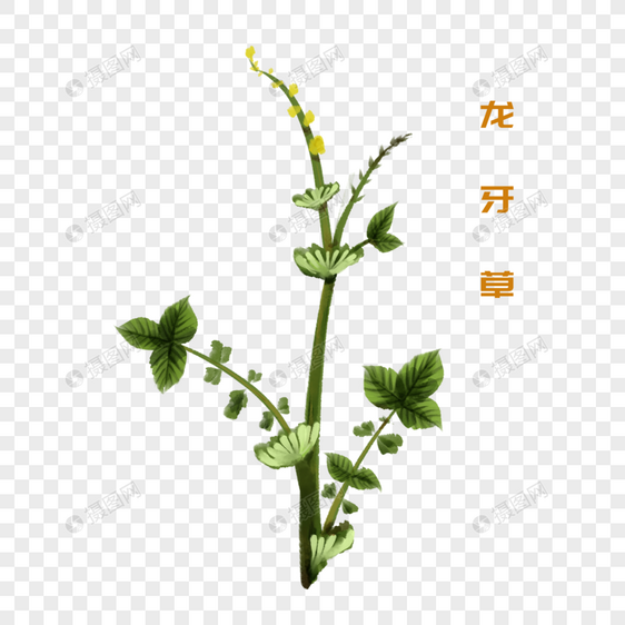 手绘水彩中药材龙牙草图片