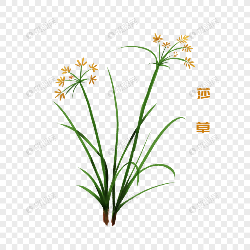 手绘水彩中药材莎草