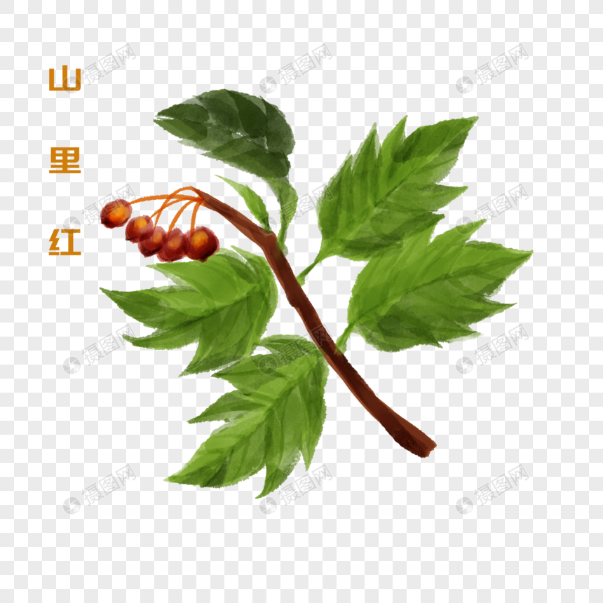 手绘水彩中药材山里红