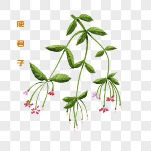 使君子