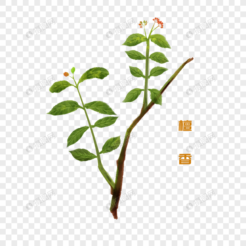 手绘水彩中药材檀香