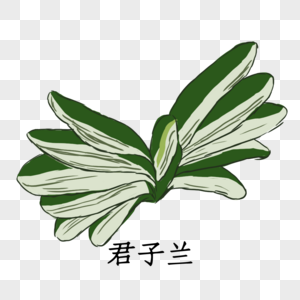 君子兰手绘植物君子兰高清图片