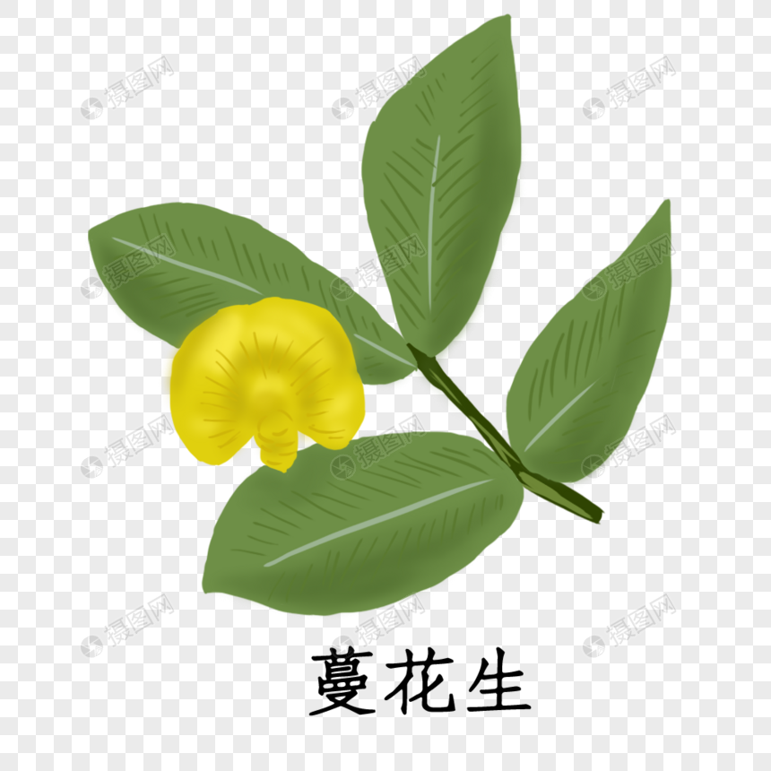药材蔓花生元素素材下载 正版素材 摄图网 药材蔓花生元素素材下载 正版素材 摄图网