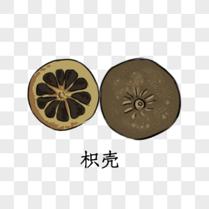 药材枳壳图片素材