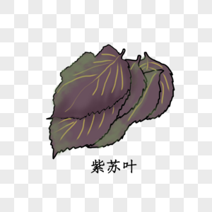 药材紫苏叶图片素材
