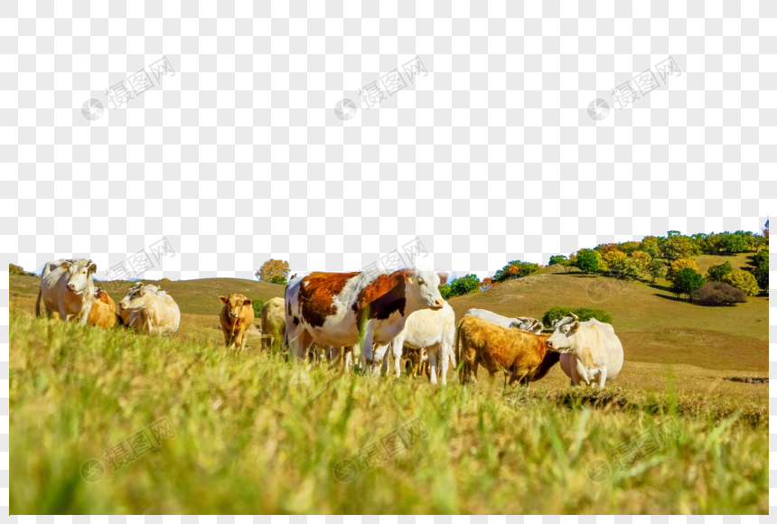 草地上的牛羊图片